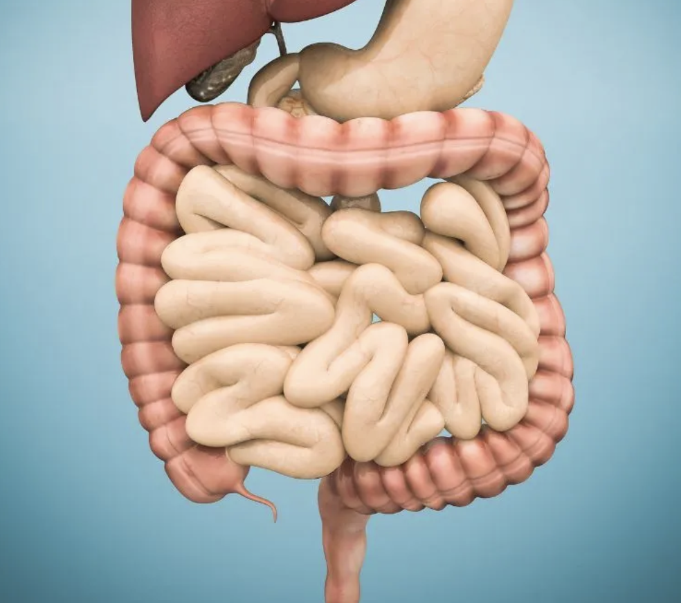 captura de tela 2025 09 17 às 11.29.26